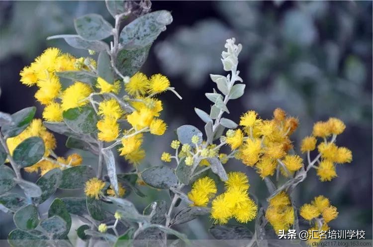 花艺十六种手法,流行花艺简单教学