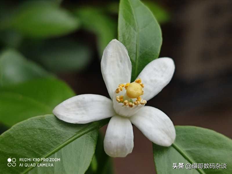 redmik30pro详细测评,redmik30pro深度测评