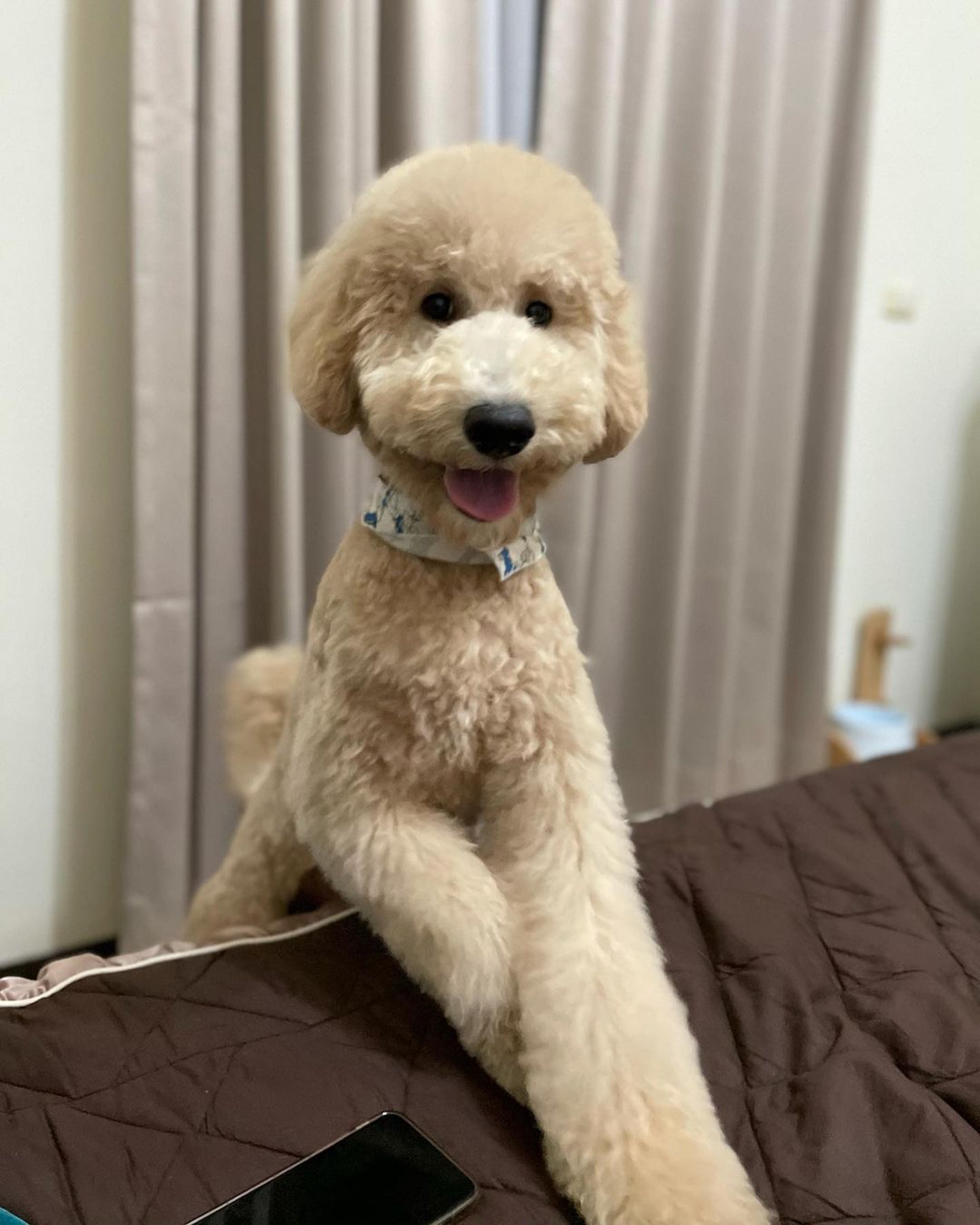 家里两只巨型贵宾犬,巨型贵宾犬发疯