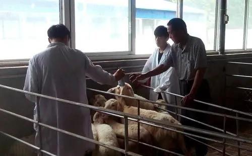 母羊死胎在腹怎么处理,母羊流产一般几天将死胎排出