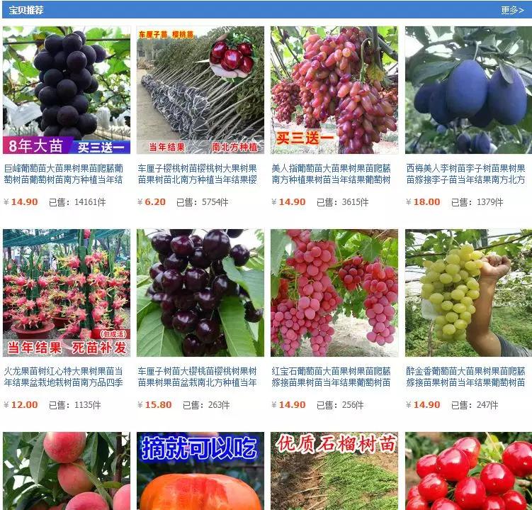 淘宝网店的宿迁神苗,宿迁神苗什么意思