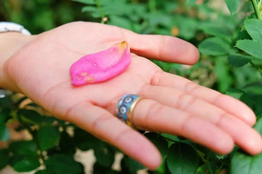 清迈美食攻略大全,最新清迈美食攻略