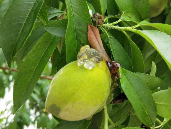 桃树流胶特效药,生石灰能治桃树流胶