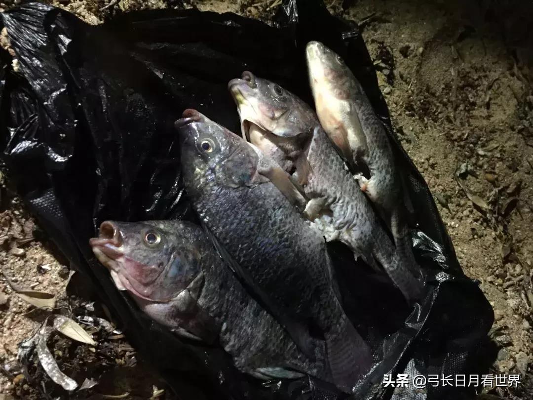 埃及最悲催的国家 (埃及都被哪七个国家征服过)