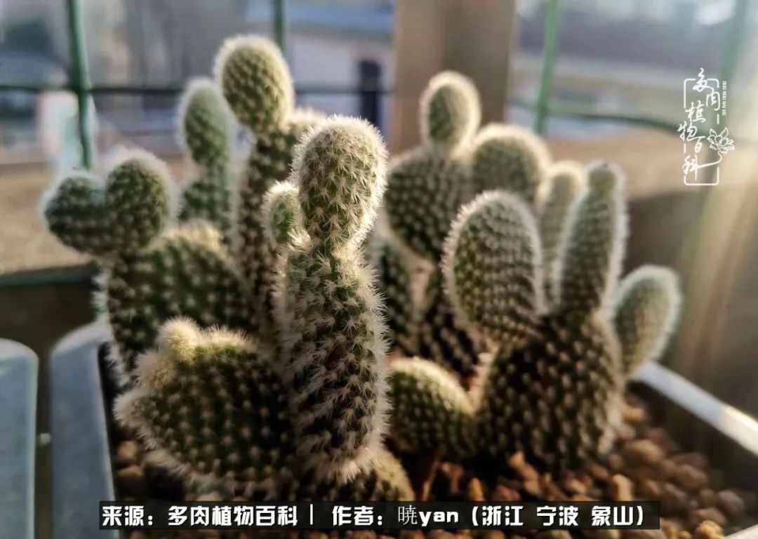 多肉初级入坑者,入坑多肉