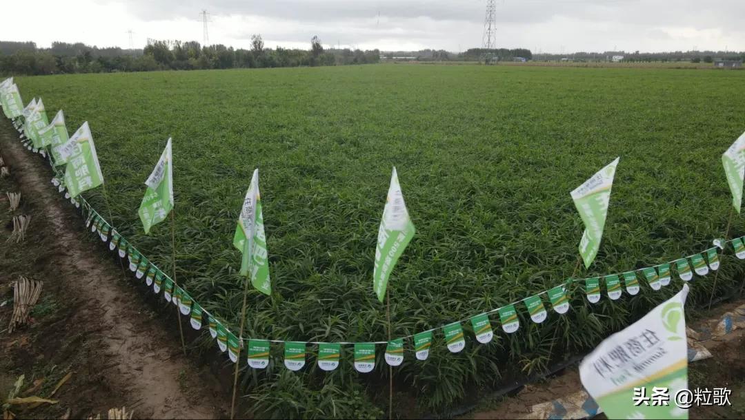 住商肥料“脲醛+”减肥增效中国行：大姜“吃”套餐