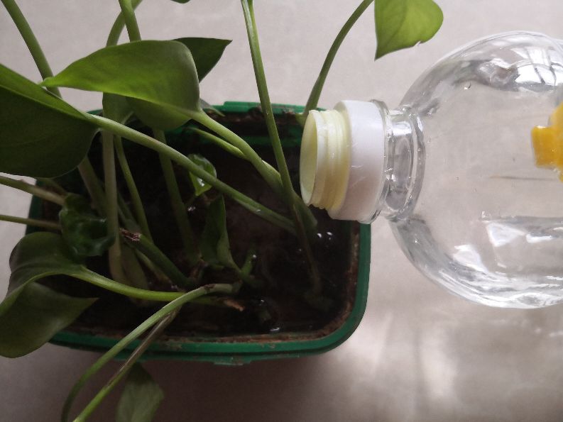 绿萝水培插扦方法,绿萝扦插的正确方法