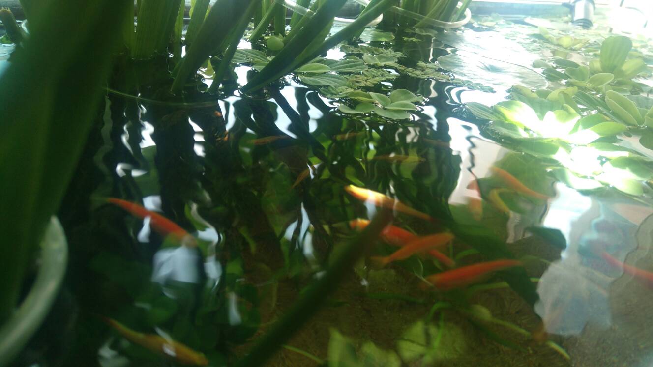 沼泽过滤鱼缸怎么开缸,沼泽缸开缸教程