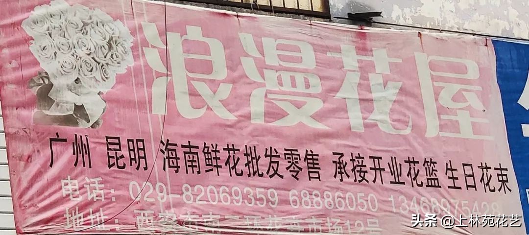 西安新年鲜花批发,西安鲜花店批发进货渠道