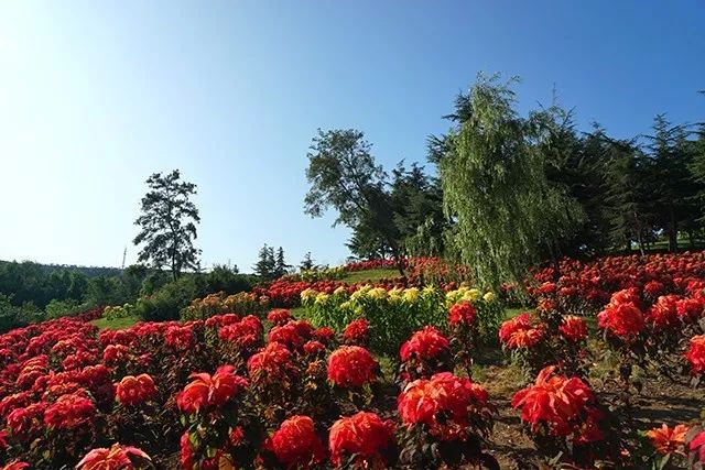 大连重阳节旅游攻略,大连九月秋游攻略