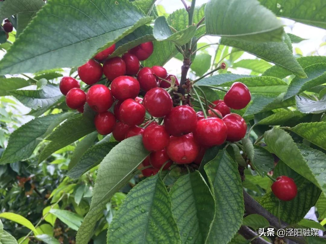 泾阳大樱桃,吃樱桃需要注意哪些事项
