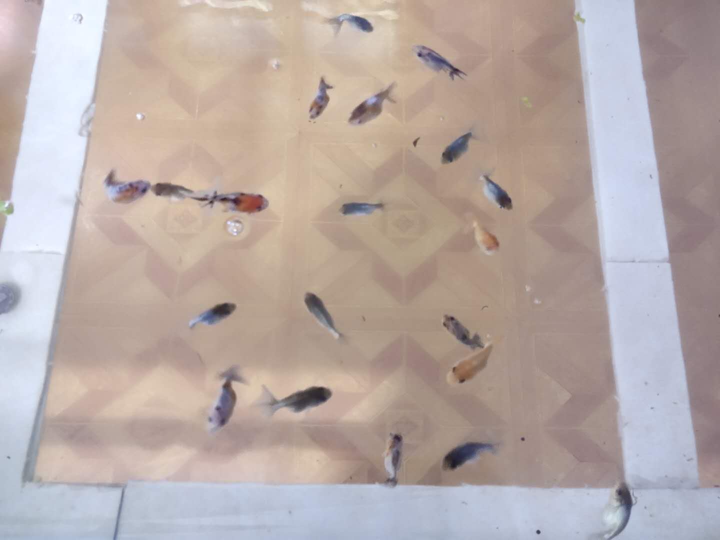 网上买的小金鱼不好活吗,为什么买的小金鱼总是死