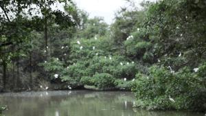 小鸟天堂真实现状,小鸟天堂后续怎样了