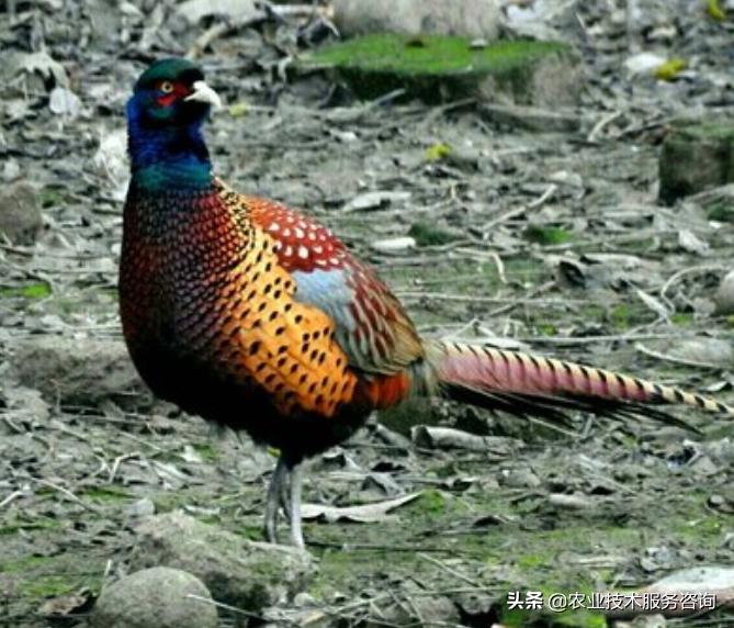 野鸡育雏技术,野鸡疫苗