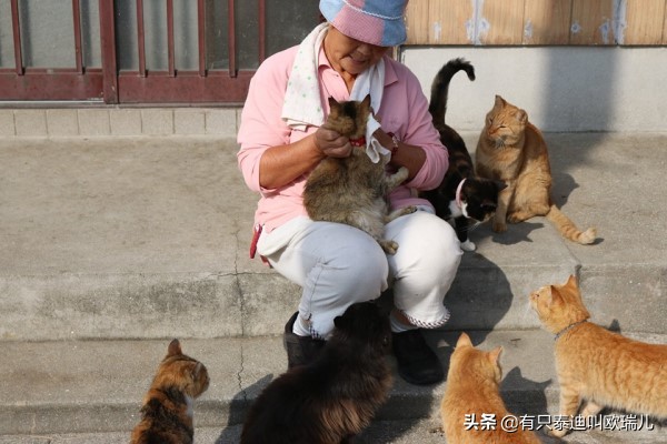 日本猫岛居民帮浪猫准备「御寒小屋」网：超暖心