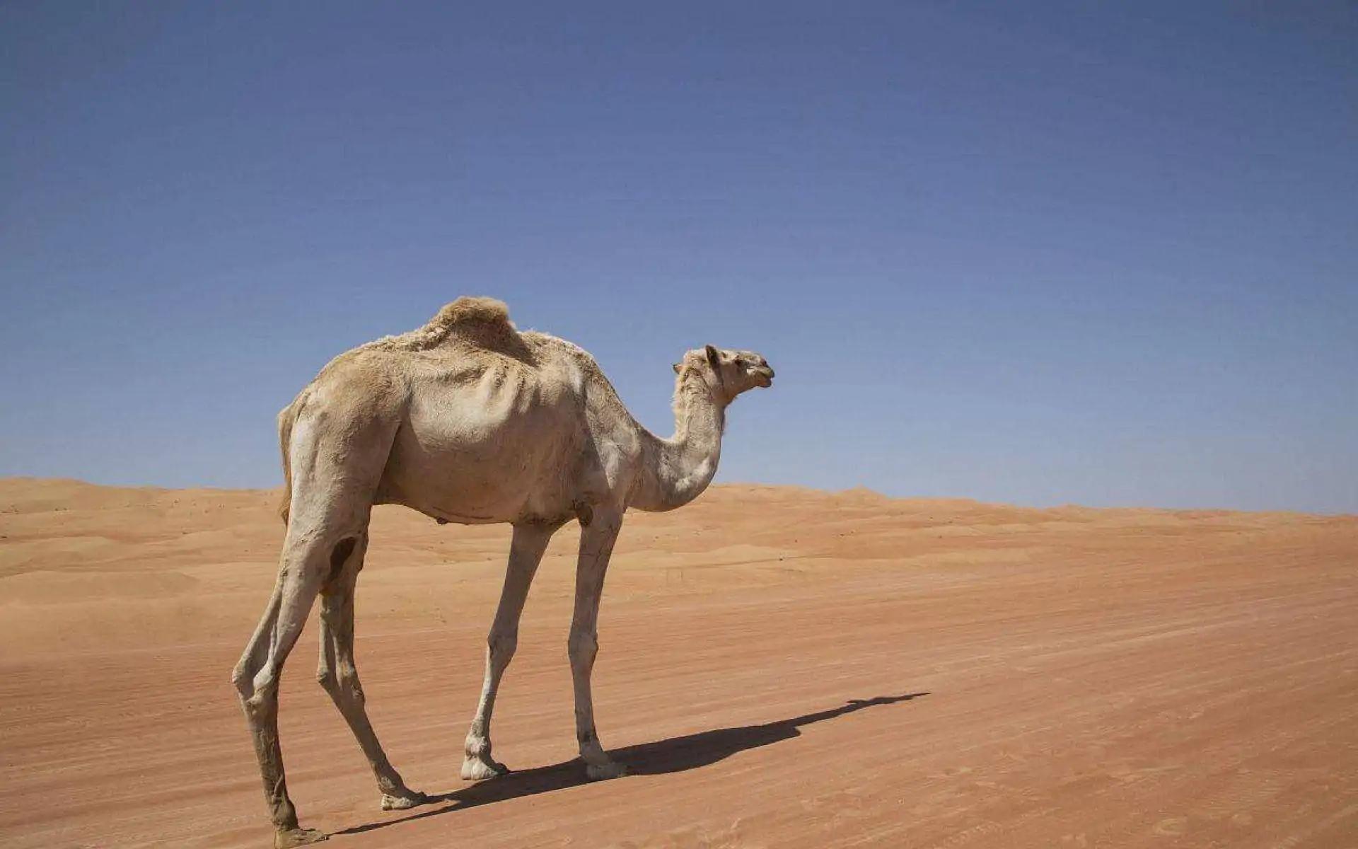 为什么要远离沙漠中渴死的骆驼,沙漠中渴死的骆驼为什么不能碰