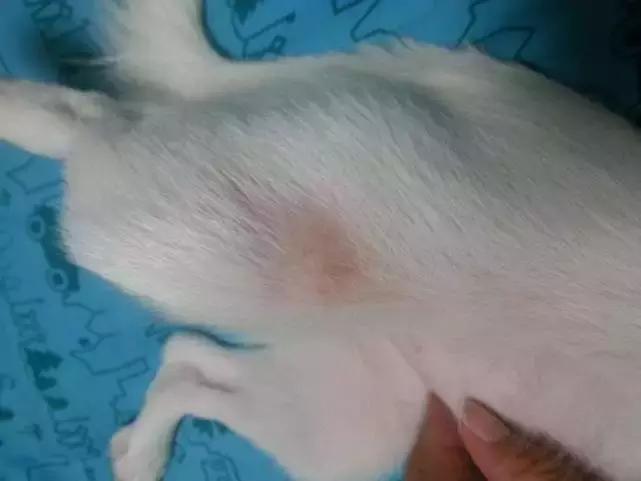 狗子老是掉毛怎么办,怎么样防止狗子掉毛快