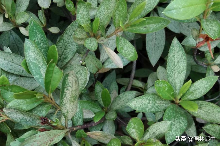 杜鹃叶面出现黑色绒毛,杜鹃常见的病害以及症状