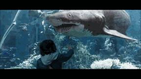 与海洋生物一起旅游,与海洋生物同游