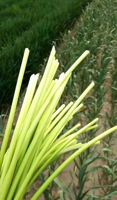 2020年4月30日大蒜价格行情