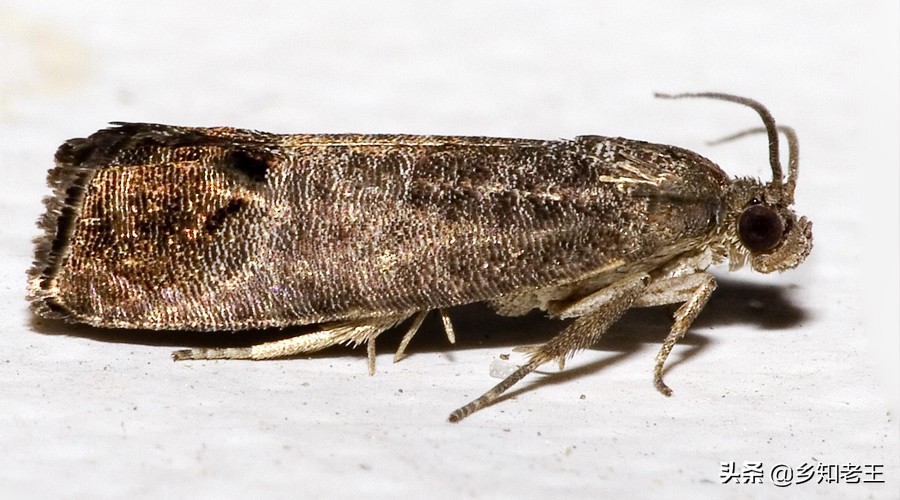 大樱桃幼芽干枯是咋回事,大樱桃嫩个别叶枯萎是怎么回事