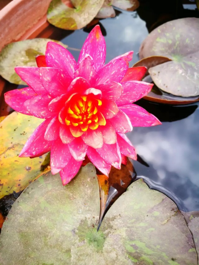 睡莲万维莎片段,睡莲万维莎