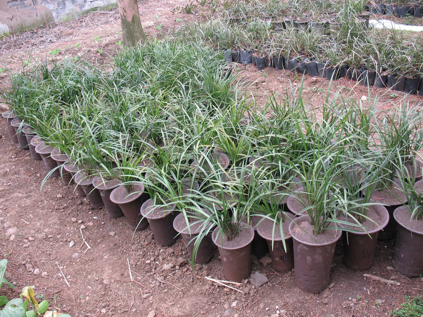 中国名花兰花盆栽,盆栽兰花唯美古风