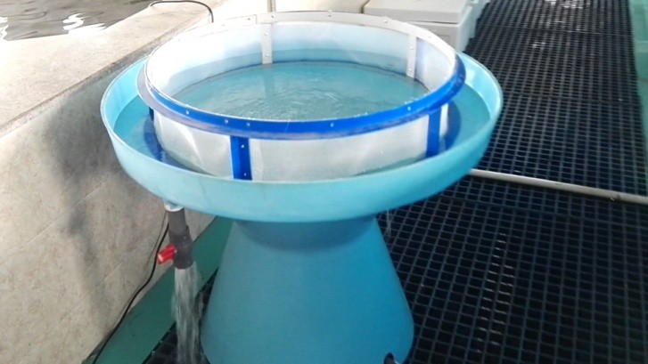 鱼类繁殖洄游,鱼类繁殖原理