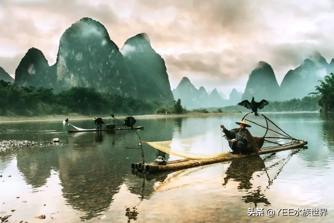 鱼鹰老人:可不可以,不要忘了我们