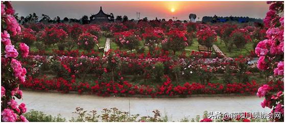 南阳世界月季之乡的金字招牌,聚焦南阳月季之美展示