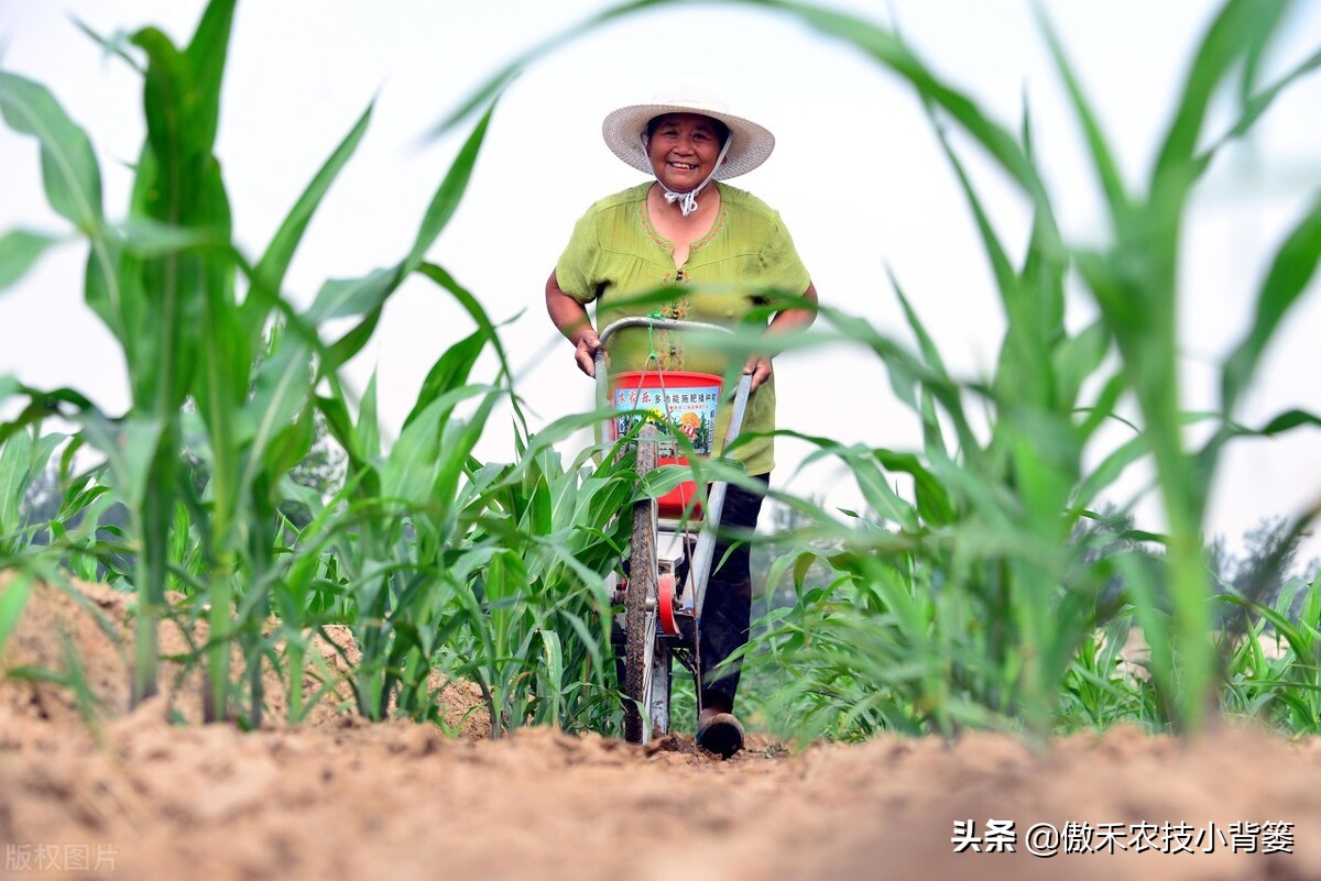 玉米和水稻对锌很敏感，巧施、巧喷、巧用能增产