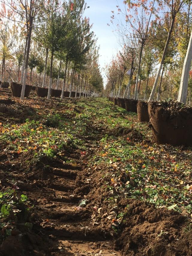 常青小型挖树机多少钱一台,常青挖树机厂家