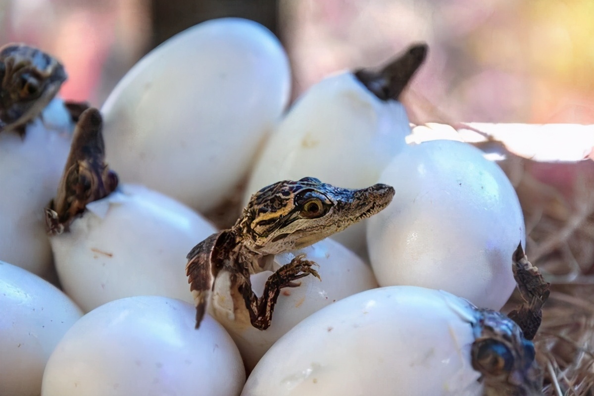 努力交配48年还没娃的鳄鱼夫妇，原因是丁丁太小了