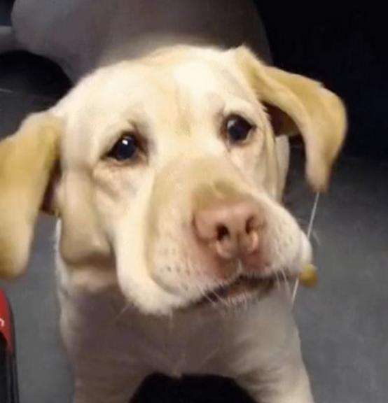 拉布拉多体外驱虫正确方法,拉布拉多虫子很多怎么办