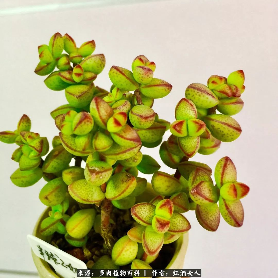 记录走过的美景留下美好的回忆,记录走过的每一段美好时光