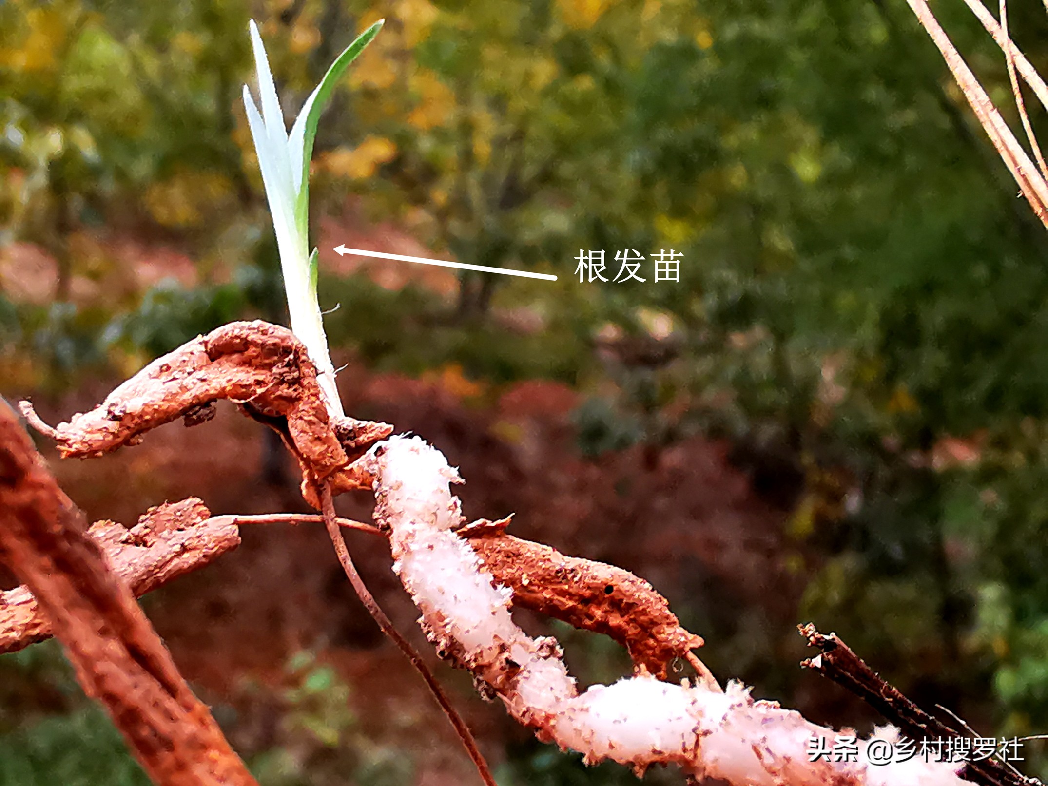 蕙兰海底芽形成原因,蕙兰苗怎么养才能壮