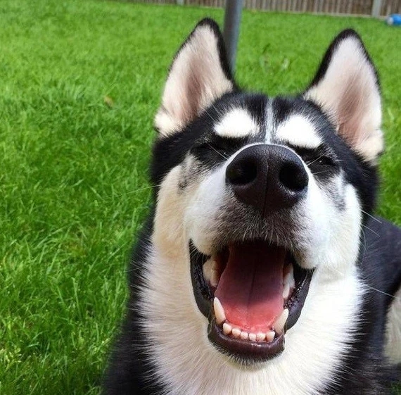 哈士奇真的一点也不傻,哈士奇从来不会让你失望