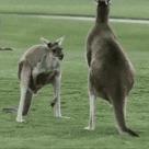 袋鼠和人打架视频,袋鼠为什么喜欢和狗狗打架