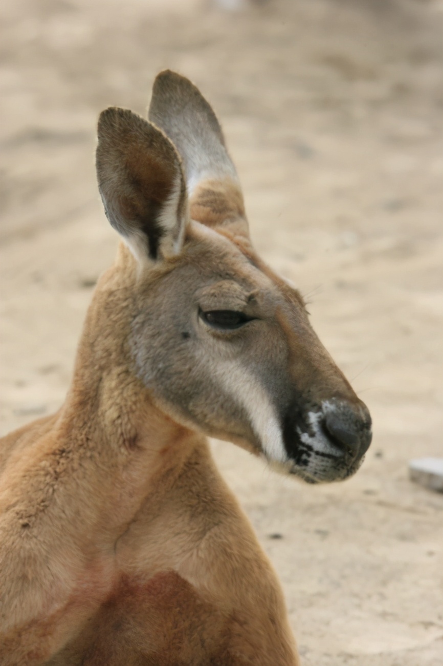 红大袋鼠：多亏了育儿袋，轻松带娃出门，旋转跳跃不停歇！