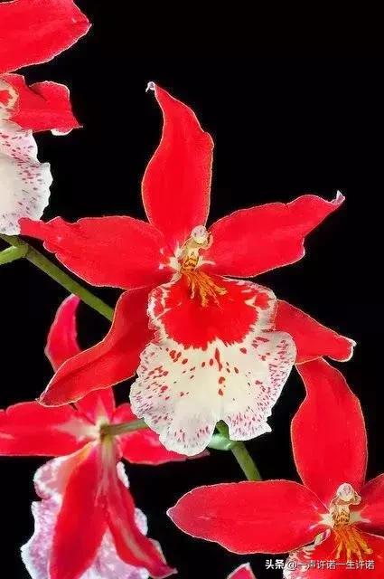 从未见到的怪花,从没见过的奇花