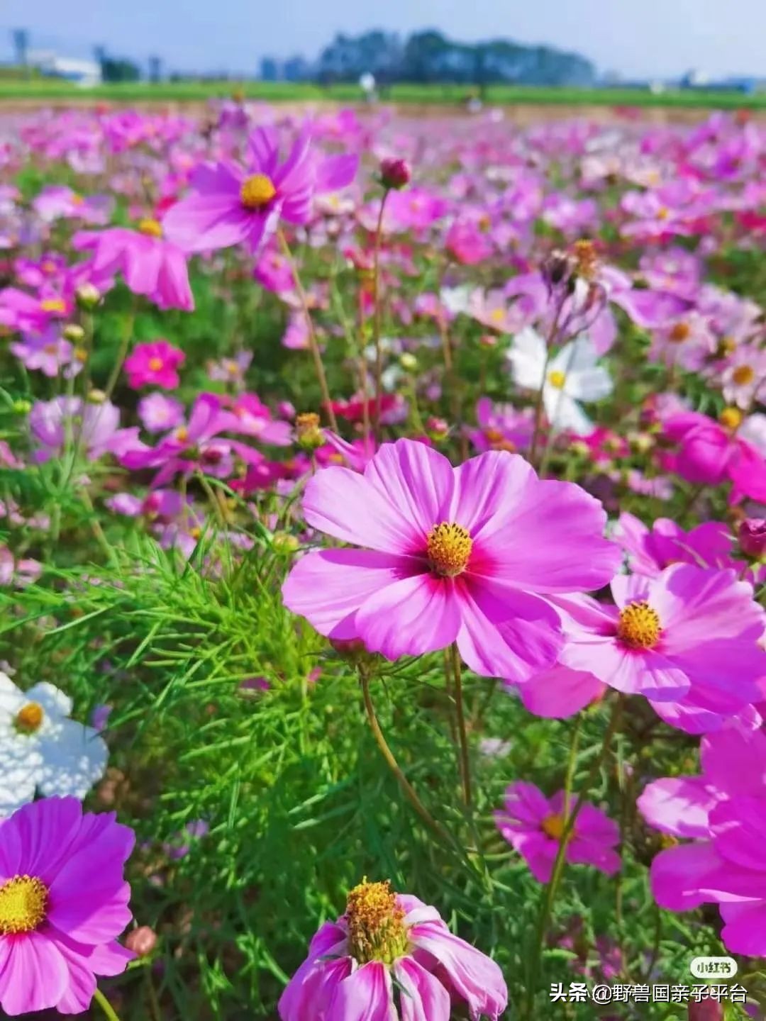 春天的花真的很美丽让人向往,春天的花也太美了