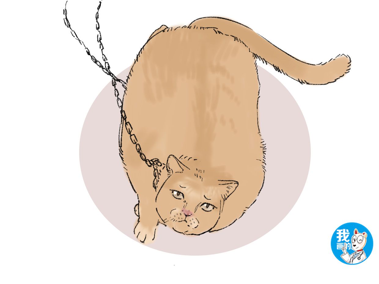 猫咪也会感觉到焦虑不安，铲屎官可千万别忽视掉一些细节