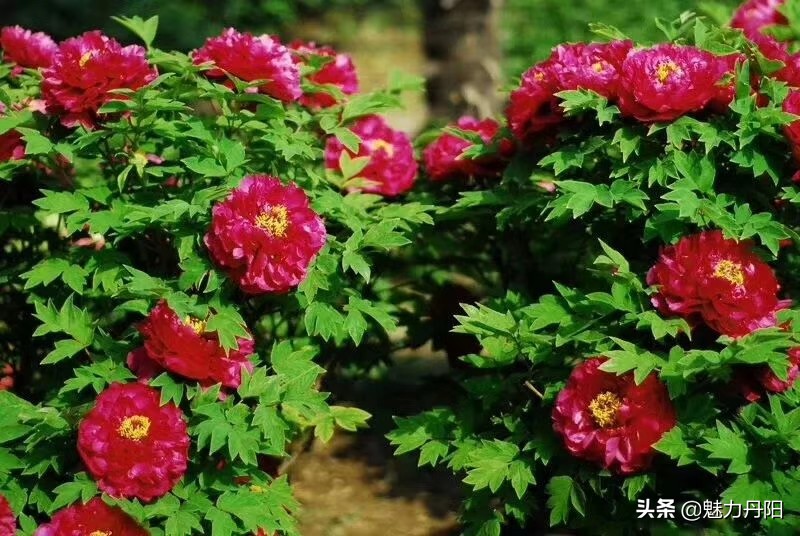 牡丹的一生简单历程文字描述,牡丹的历史和发展