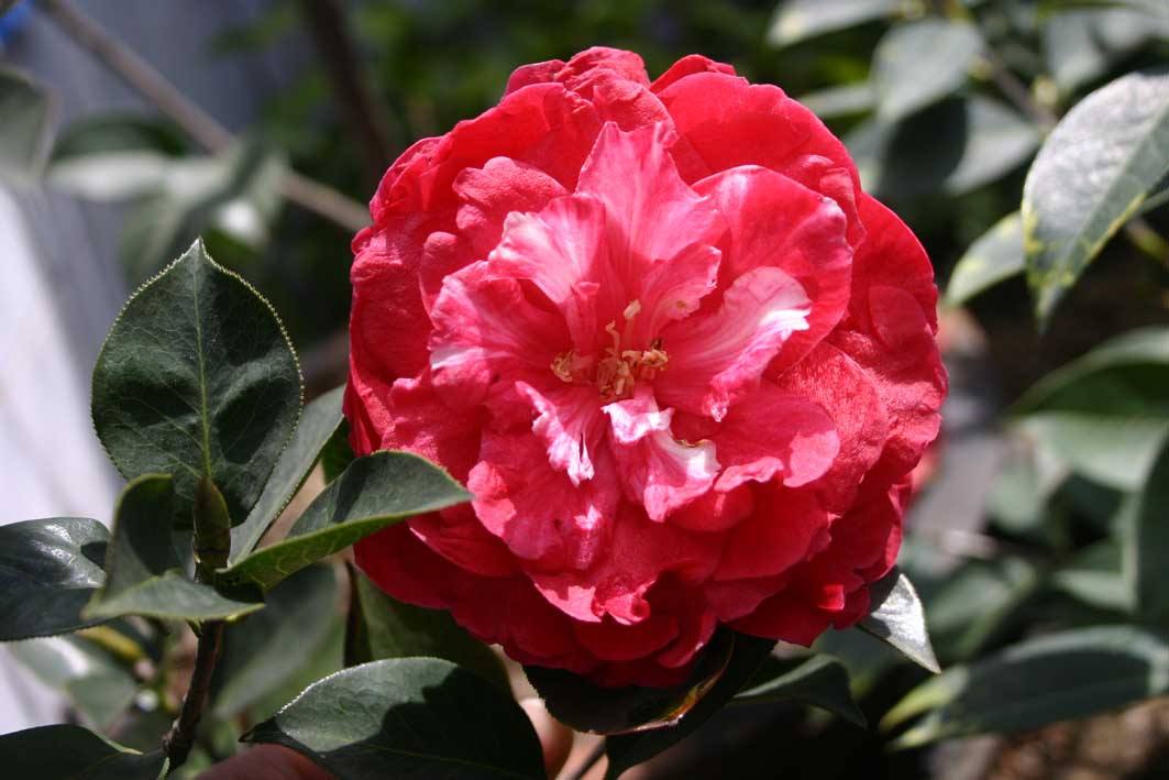 观音十八笑茶花名贵品种吗,四季茶花名贵品种图片大全