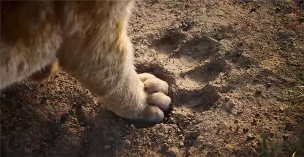 为什么每个人都要看一遍狮子王,狮子王主要告诉我们什么道理呢