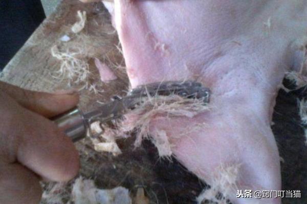 猪皮上的毛怎么去除最快方法,猪皮上的猪毛根怎么快速去除
