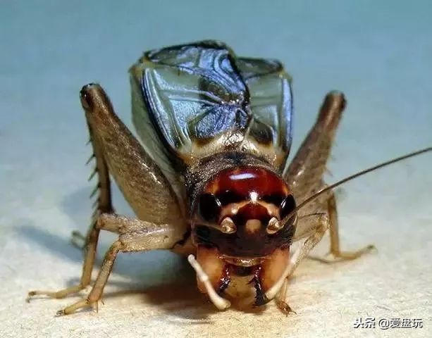 鸣虫之油葫芦和蝈蝈,蝈蝈蟋蟀油葫芦三大鸣虫叫声