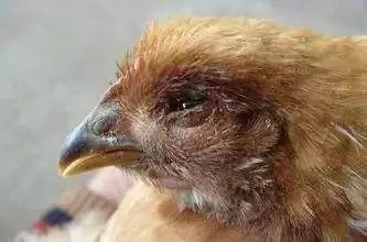 鸡眼睛肿是什么原因用什么药,鸡眼睛肿流白脓是什么病