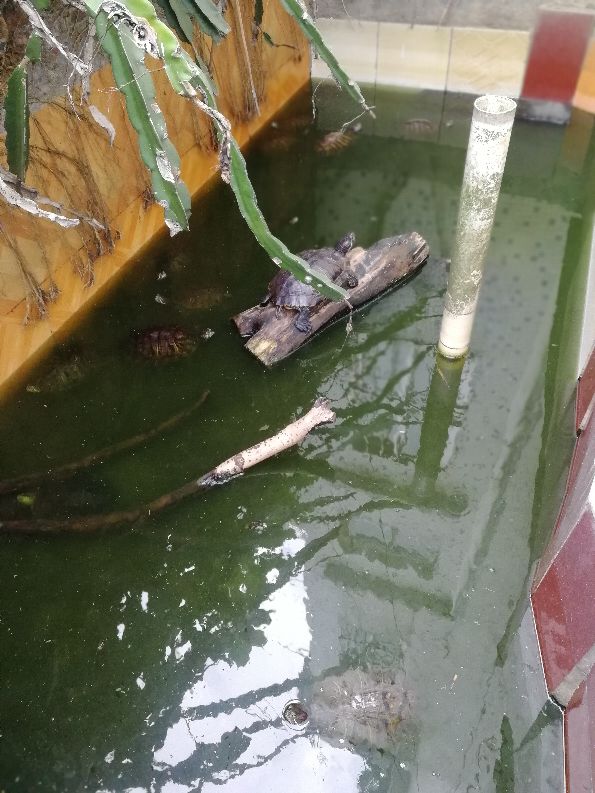 变异巴西龟苗如何饲养,巴西龟与变异巴西龟哪种最好养