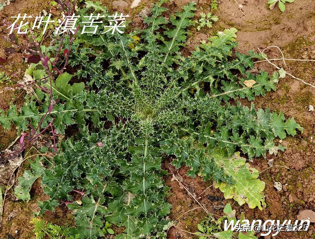 野生菊苣的辨认与图片,野菜苦菜识别方法